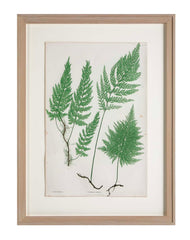 Thomas Moore Print from "The Ferns of Great Britain and Ireland" in Custom Cedar Frame