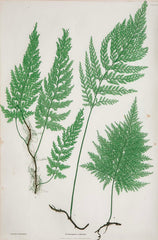 Thomas Moore Print from "The Ferns of Great Britain and Ireland" in Custom Cedar Frame