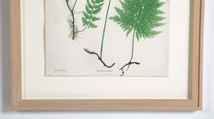 Thomas Moore Print from "The Ferns of Great Britain and Ireland" in Custom Cedar Frame