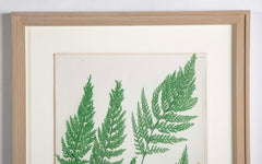 Thomas Moore Print from "The Ferns of Great Britain and Ireland" in Custom Cedar Frame