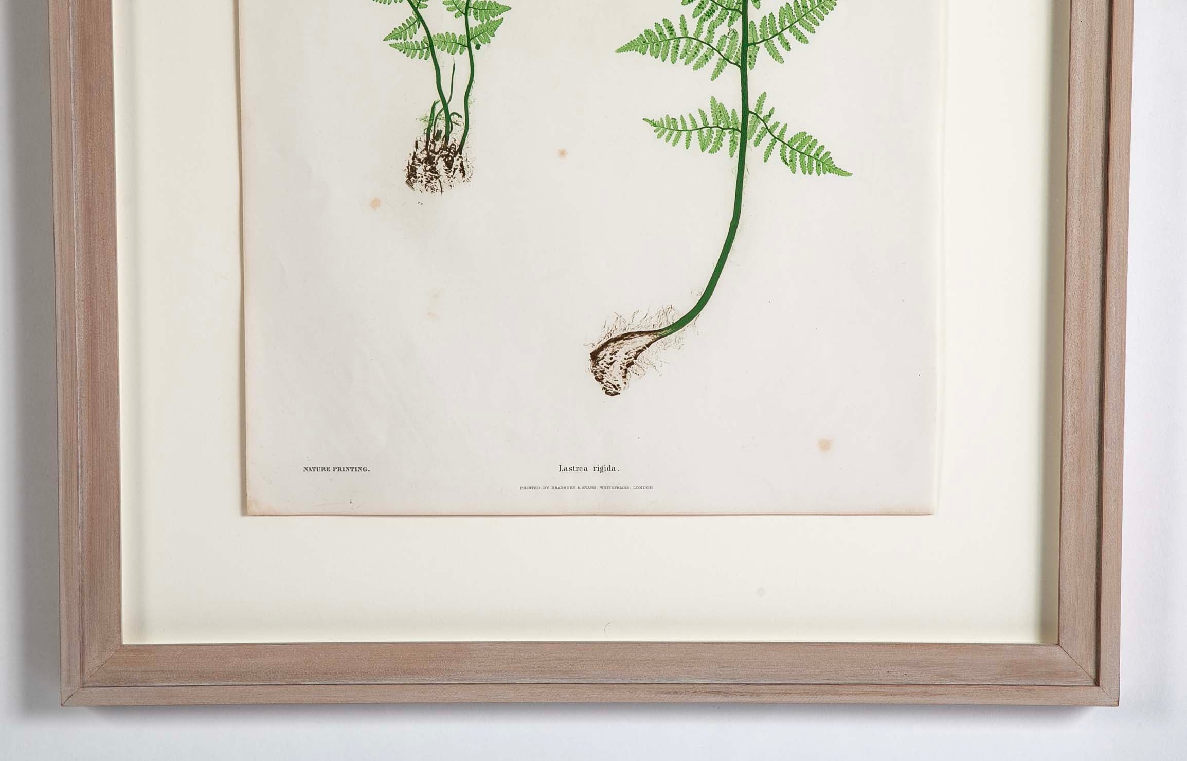 Thomas Moore Print from "The Ferns of Great Britain and Ireland" in Custom Cedar Frame