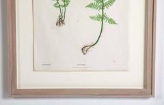 Thomas Moore Print from "The Ferns of Great Britain and Ireland" in Custom Cedar Frame