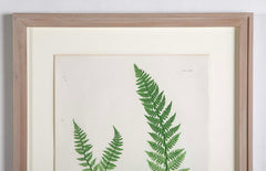 Thomas Moore Print from "The Ferns of Great Britain and Ireland" in Custom Cedar Frame