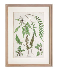 Thomas Moore Print from "The Ferns of Great Britain and Ireland" in Custom Cedar Frame