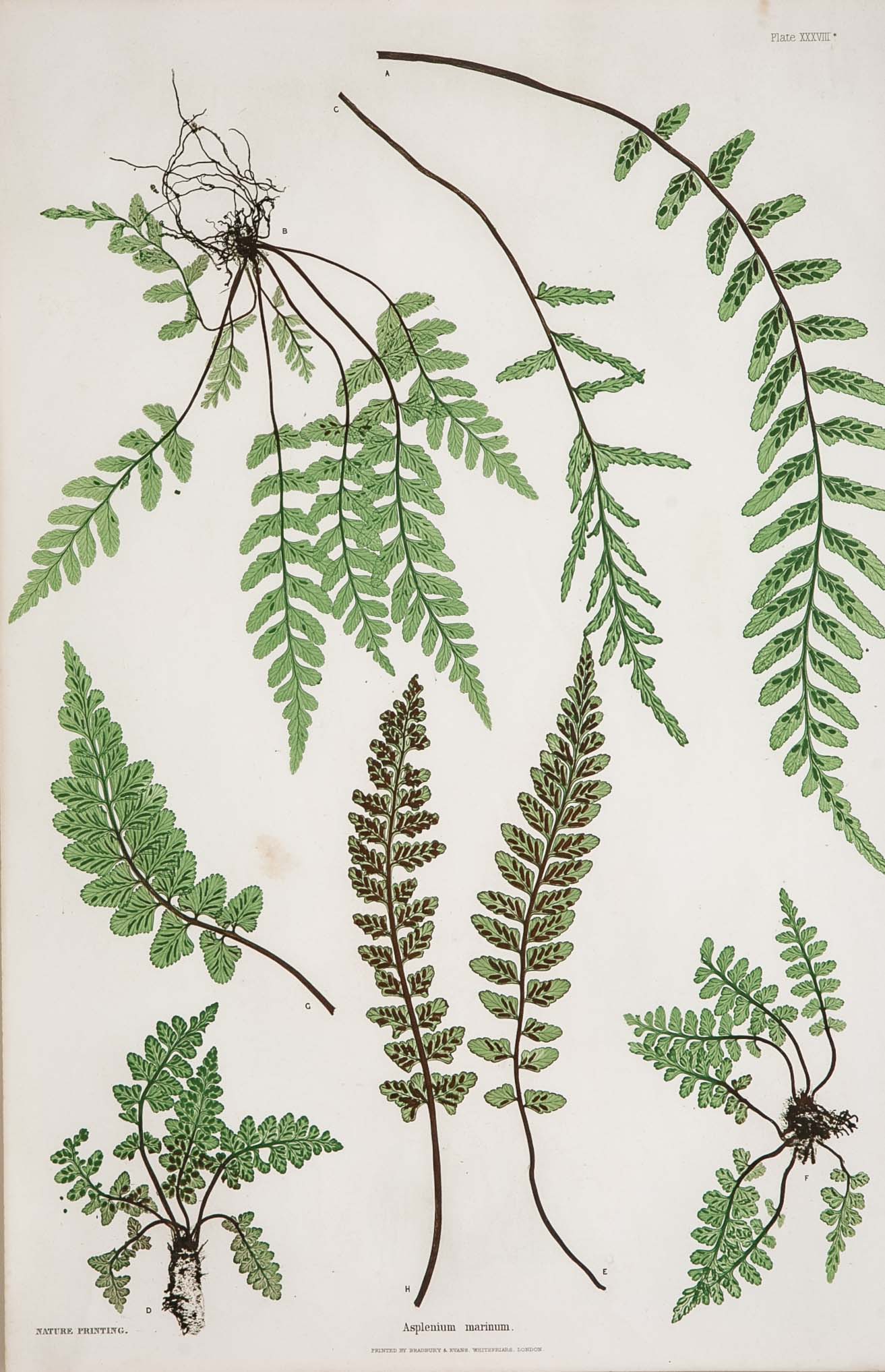 Thomas Moore Print from "The Ferns of Great Britain and Ireland" in Custom Cedar Frame