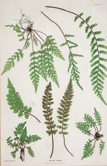 Thomas Moore Print from "The Ferns of Great Britain and Ireland" in Custom Cedar Frame