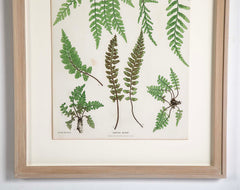 Thomas Moore Print from "The Ferns of Great Britain and Ireland" in Custom Cedar Frame