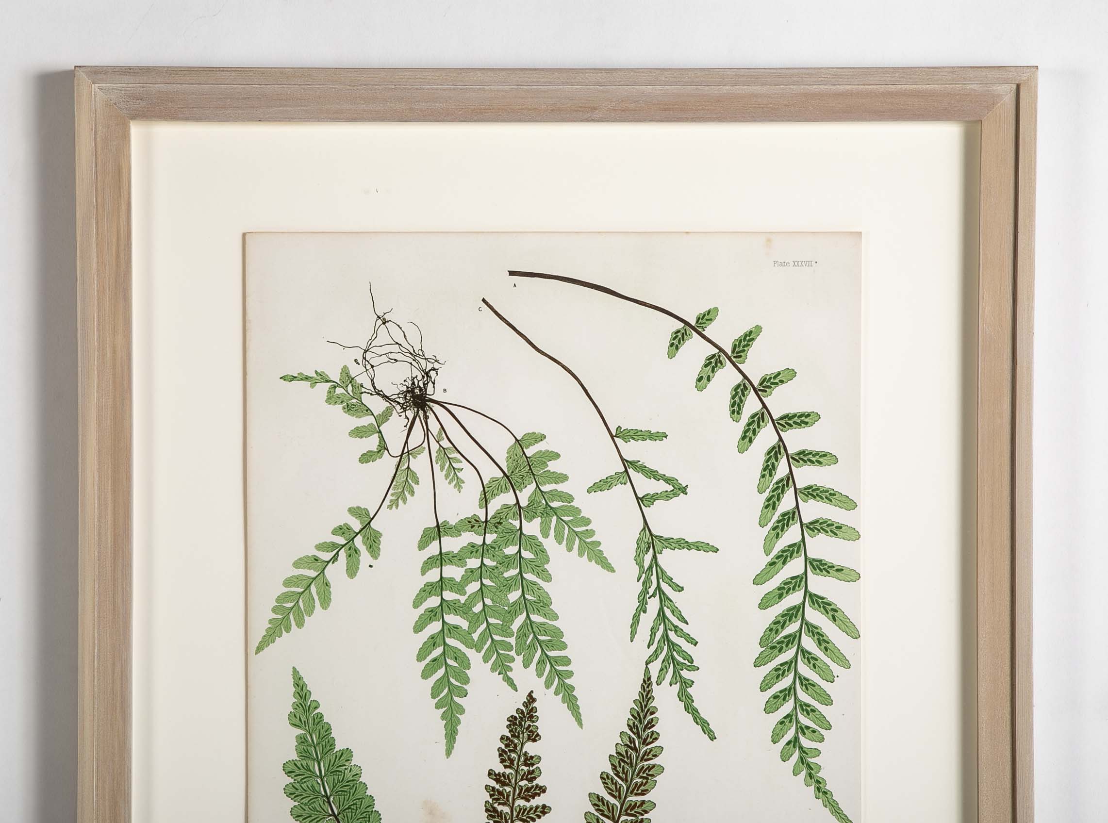 Thomas Moore Print from "The Ferns of Great Britain and Ireland" in Custom Cedar Frame