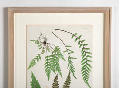 Thomas Moore Print from "The Ferns of Great Britain and Ireland" in Custom Cedar Frame