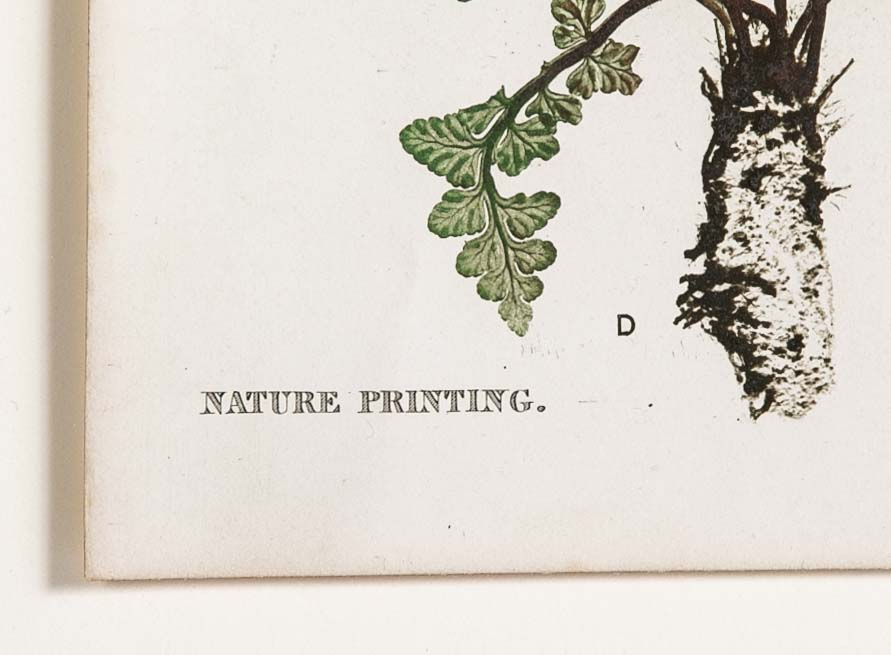 Thomas Moore Print from "The Ferns of Great Britain and Ireland" in Custom Cedar Frame