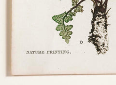 Thomas Moore Print from "The Ferns of Great Britain and Ireland" in Custom Cedar Frame