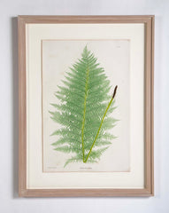 Thomas Moore Print from "The Ferns of Great Britain and Ireland" in Custom Cedar Frame