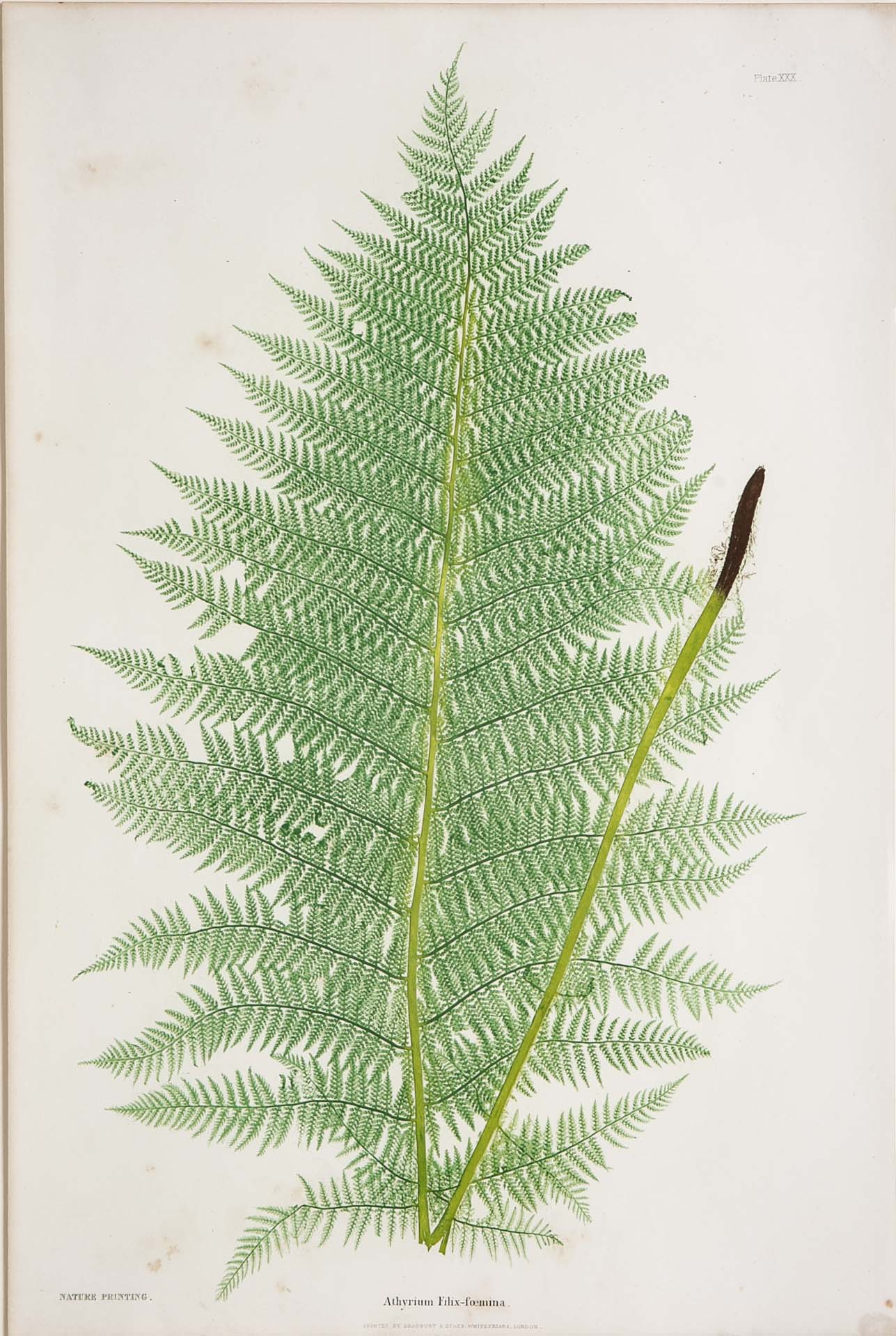 Thomas Moore Print from "The Ferns of Great Britain and Ireland" in Custom Cedar Frame