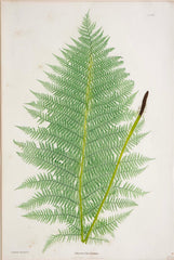 Thomas Moore Print from "The Ferns of Great Britain and Ireland" in Custom Cedar Frame