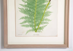 Thomas Moore Print from "The Ferns of Great Britain and Ireland" in Custom Cedar Frame