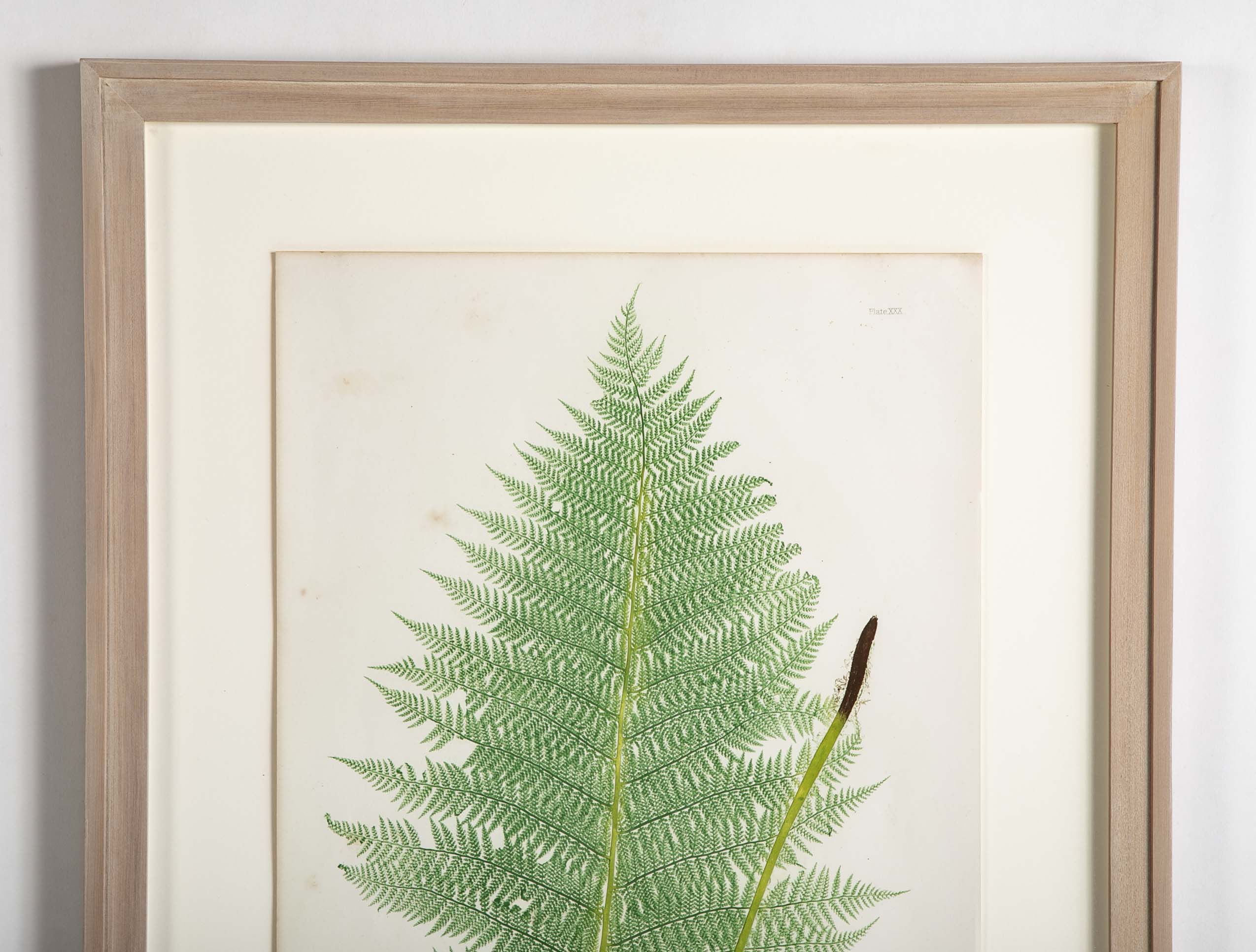 Thomas Moore Print from "The Ferns of Great Britain and Ireland" in Custom Cedar Frame