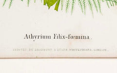 Thomas Moore Print from "The Ferns of Great Britain and Ireland" in Custom Cedar Frame