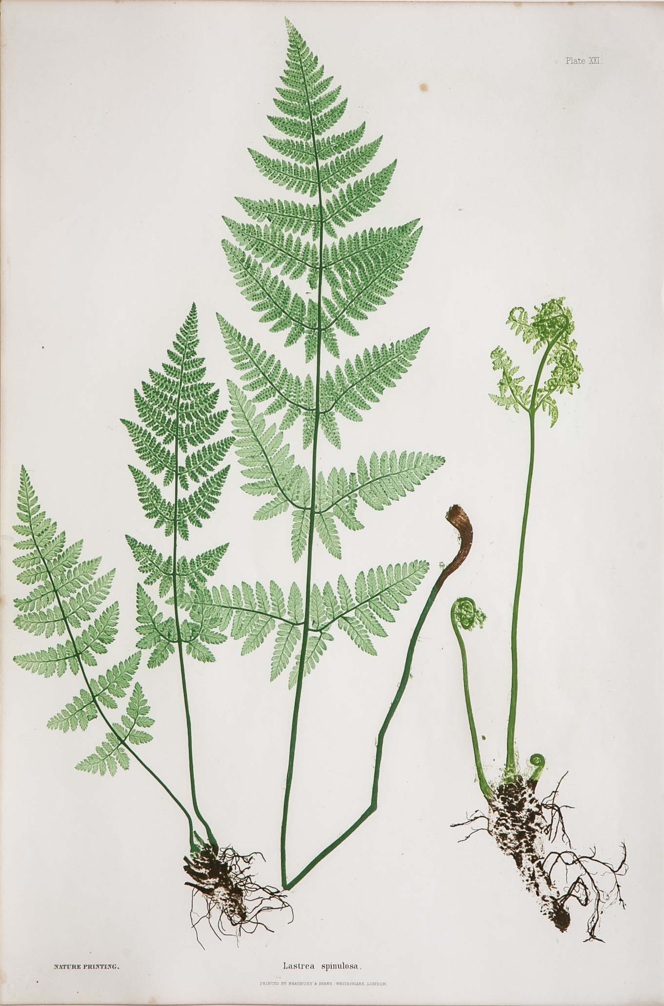 Thomas Moore Print from "The Ferns of Great Britain and Ireland" in Custom Cedar Frame