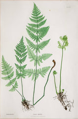 Thomas Moore Print from "The Ferns of Great Britain and Ireland" in Custom Cedar Frame