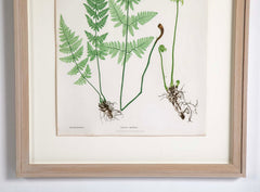 Thomas Moore Print from "The Ferns of Great Britain and Ireland" in Custom Cedar Frame