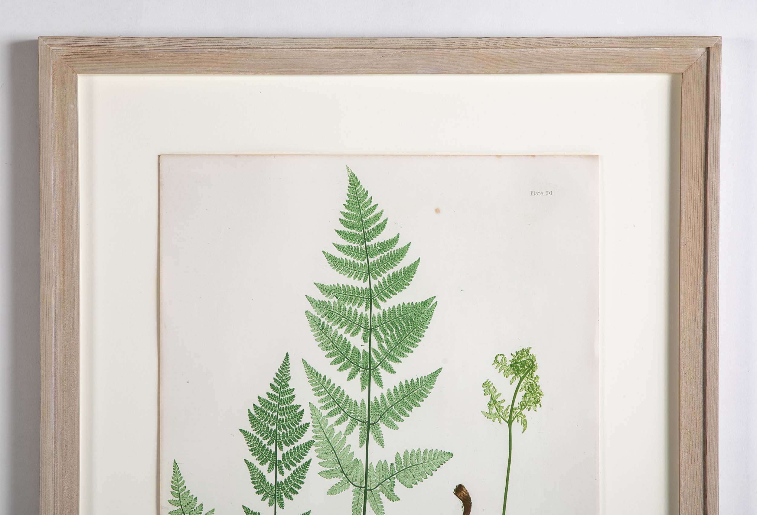 Thomas Moore Print from "The Ferns of Great Britain and Ireland" in Custom Cedar Frame