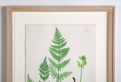 Thomas Moore Print from "The Ferns of Great Britain and Ireland" in Custom Cedar Frame