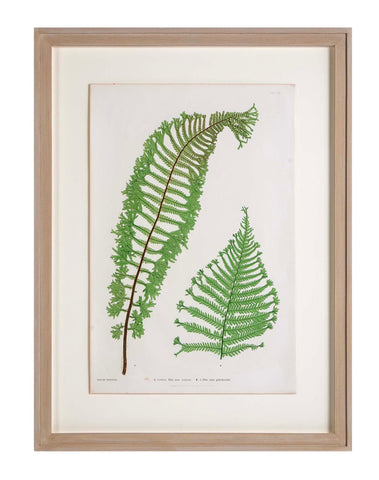 Thomas Moore Print from "The Ferns of Great Britain and Ireland" in Custom Cedar Frame