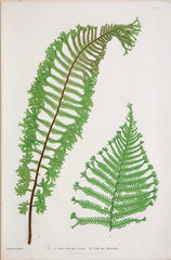 Thomas Moore Print from "The Ferns of Great Britain and Ireland" in Custom Cedar Frame