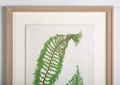 Thomas Moore Print from "The Ferns of Great Britain and Ireland" in Custom Cedar Frame