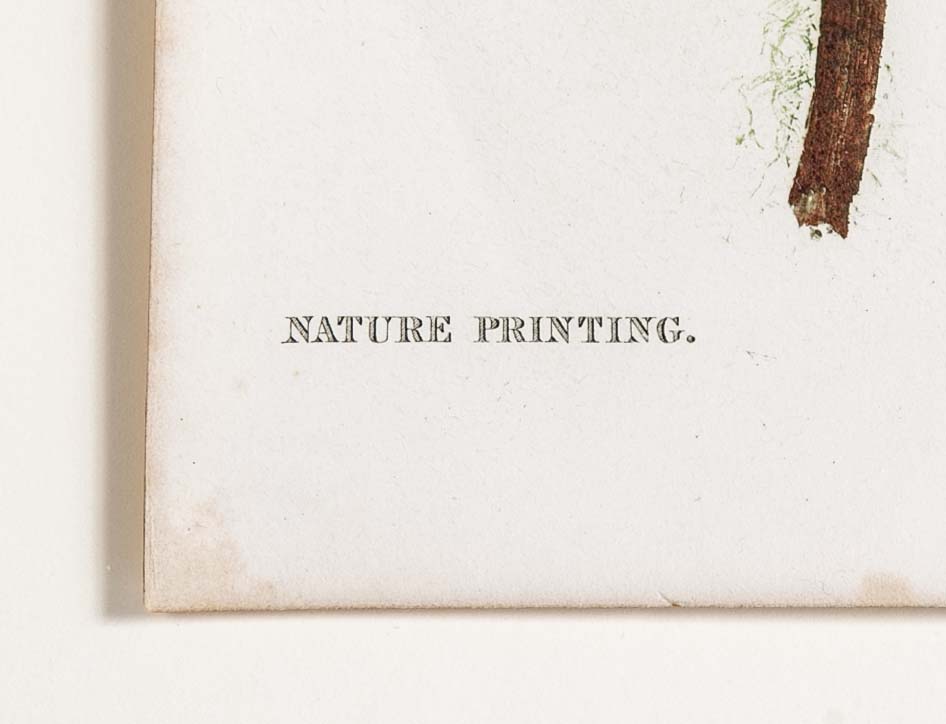 Thomas Moore Print from "The Ferns of Great Britain and Ireland" in Custom Cedar Frame