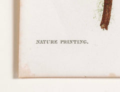 Thomas Moore Print from "The Ferns of Great Britain and Ireland" in Custom Cedar Frame
