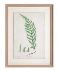 Thomas Moore Print from "The Ferns of Great Britain and Ireland" in Custom Cedar Frame