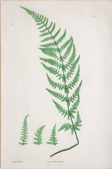 Thomas Moore Print from "The Ferns of Great Britain and Ireland" in Custom Cedar Frame