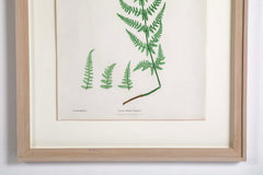 Thomas Moore Print from "The Ferns of Great Britain and Ireland" in Custom Cedar Frame