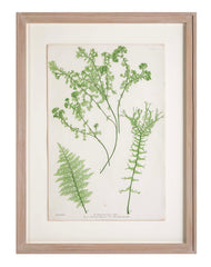 Thomas Moore Print from "The Ferns of Great Britain and Ireland" in Custom Cedar Frame