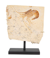 Carpopenaeus  Fossil Shrimp from the Sannine Formation in Hjoula, Lebanon