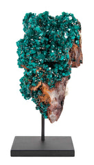 Dioptase Crystal Cluster from Kaokoveld, Namibia on Sustom Stand