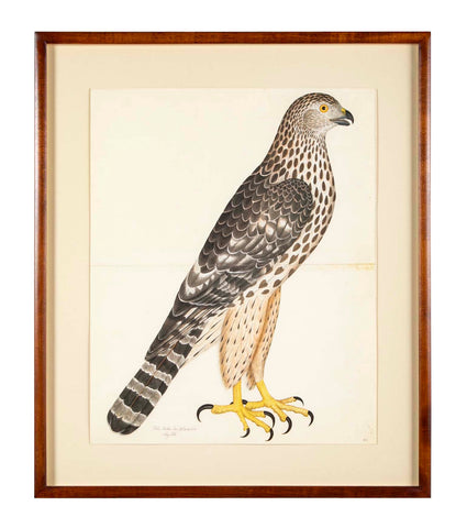 Offset Lithograph of "Goshawk, Juvenile Female Northern Type" from the "The  Great Bird Book" by Olof Rudbeck The Younger