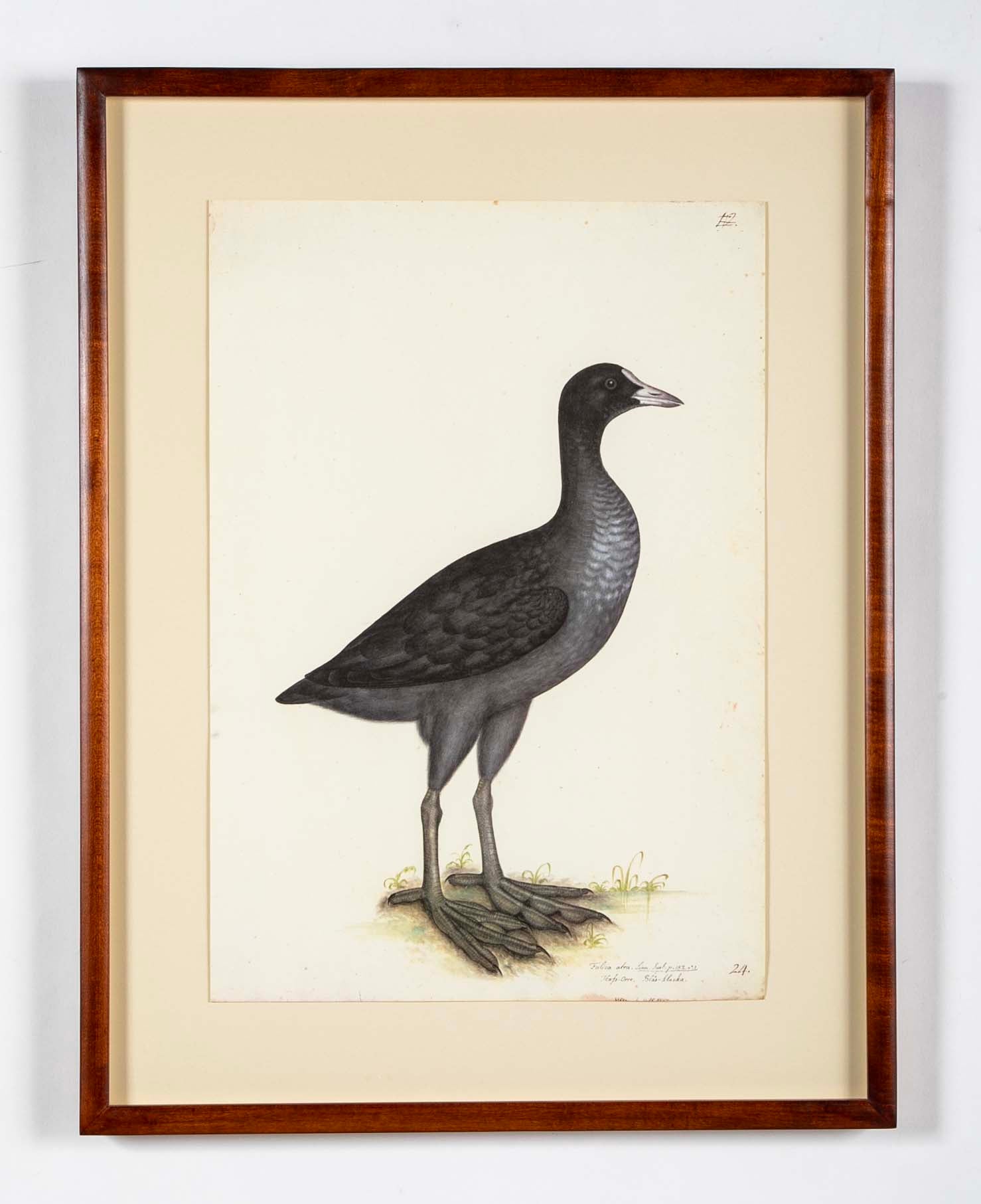 Offset Lithograph of "Eurasian Coot" from the "The  Great Bird Book" by Olof Rudbeck The Younger