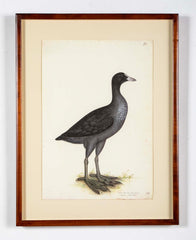 Offset Lithograph of "Eurasian Coot" from the "The  Great Bird Book" by Olof Rudbeck The Younger