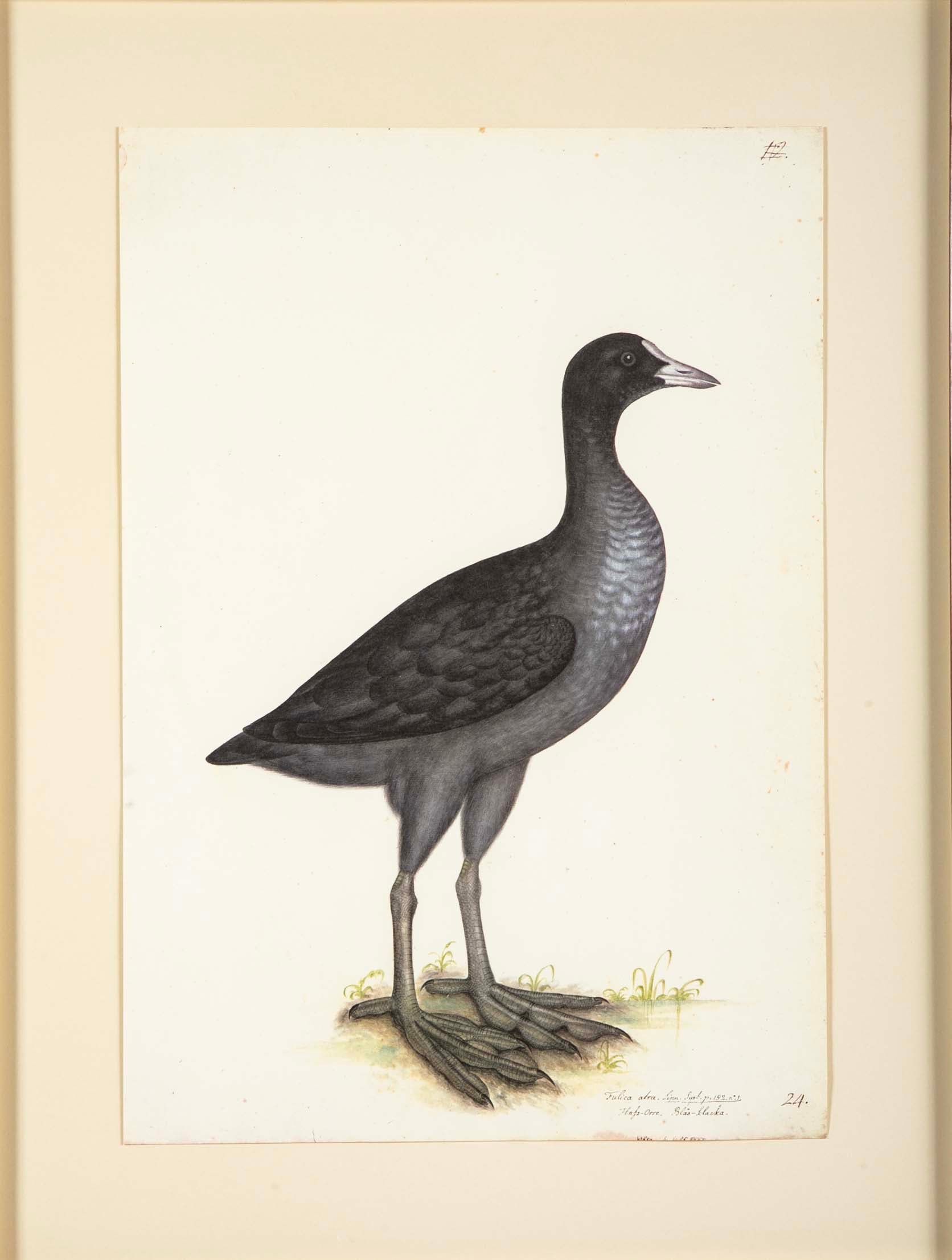 Offset Lithograph of "Eurasian Coot" from the "The  Great Bird Book" by Olof Rudbeck The Younger