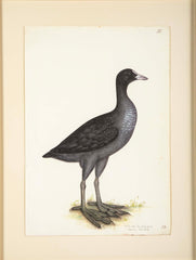Offset Lithograph of "Eurasian Coot" from the "The  Great Bird Book" by Olof Rudbeck The Younger