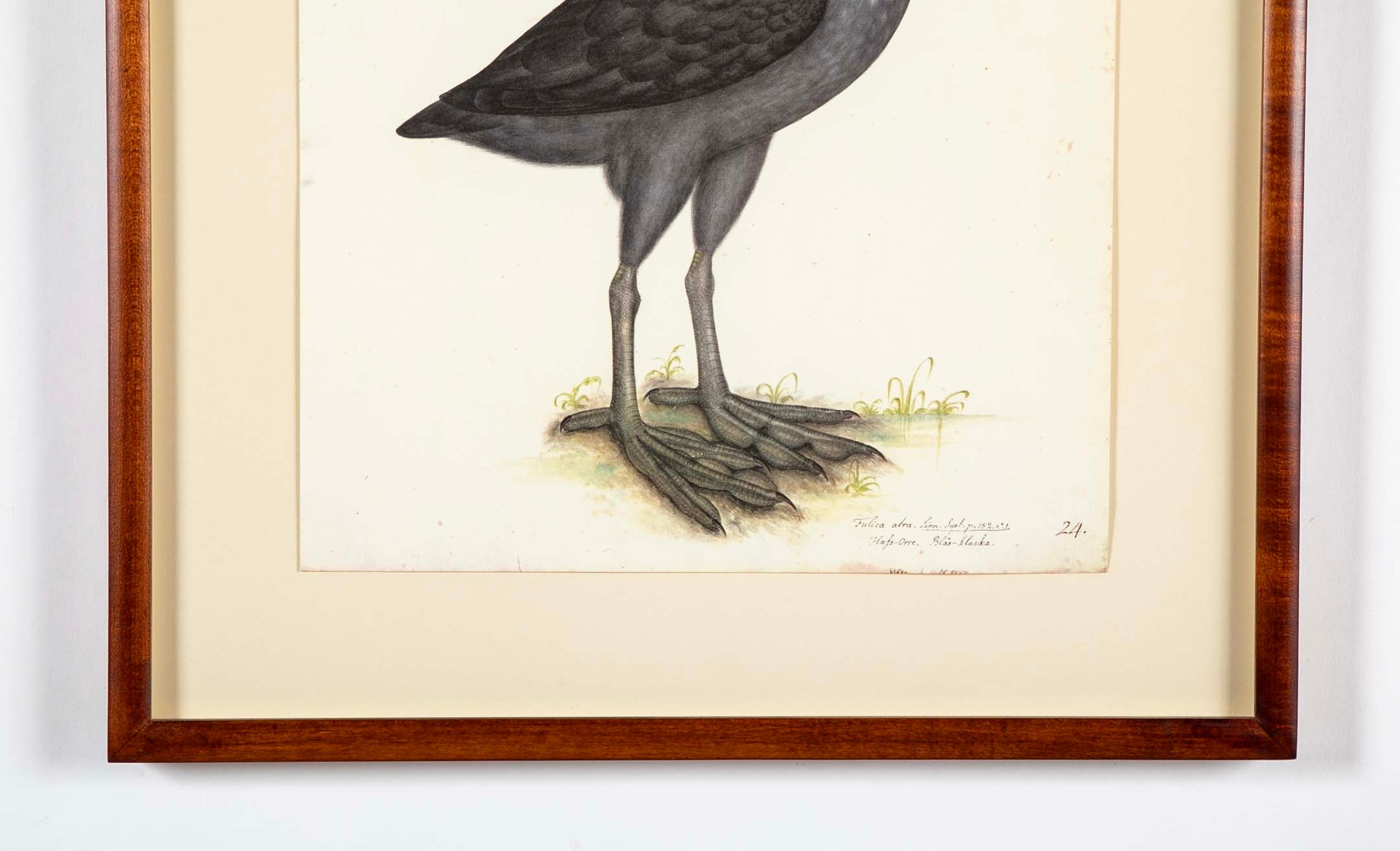 Offset Lithograph of "Eurasian Coot" from the "The  Great Bird Book" by Olof Rudbeck The Younger