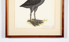 Offset Lithograph of "Eurasian Coot" from the "The  Great Bird Book" by Olof Rudbeck The Younger