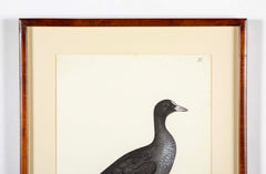 Offset Lithograph of "Eurasian Coot" from the "The  Great Bird Book" by Olof Rudbeck The Younger