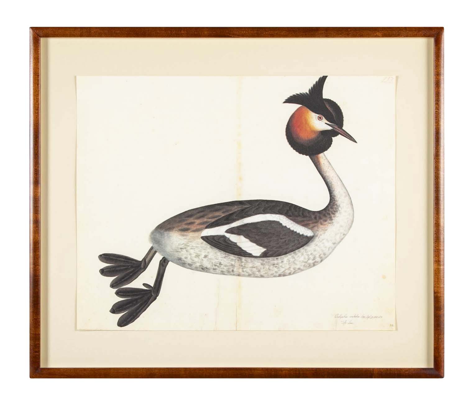Offset Lithograph of "Great Crested Grebe" from the "The Great Bird Book" by Olof Rudbeck The Younger