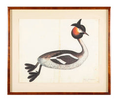 Offset Lithograph of "Great Crested Grebe" from the "The Great Bird Book" by Olof Rudbeck The Younger