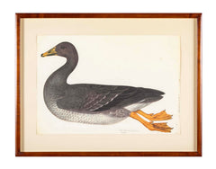 Offset Lithograph of "Greylag Goose" PL 21  from the "The  Great Bird Book" by Olof Rudbeck The Younger