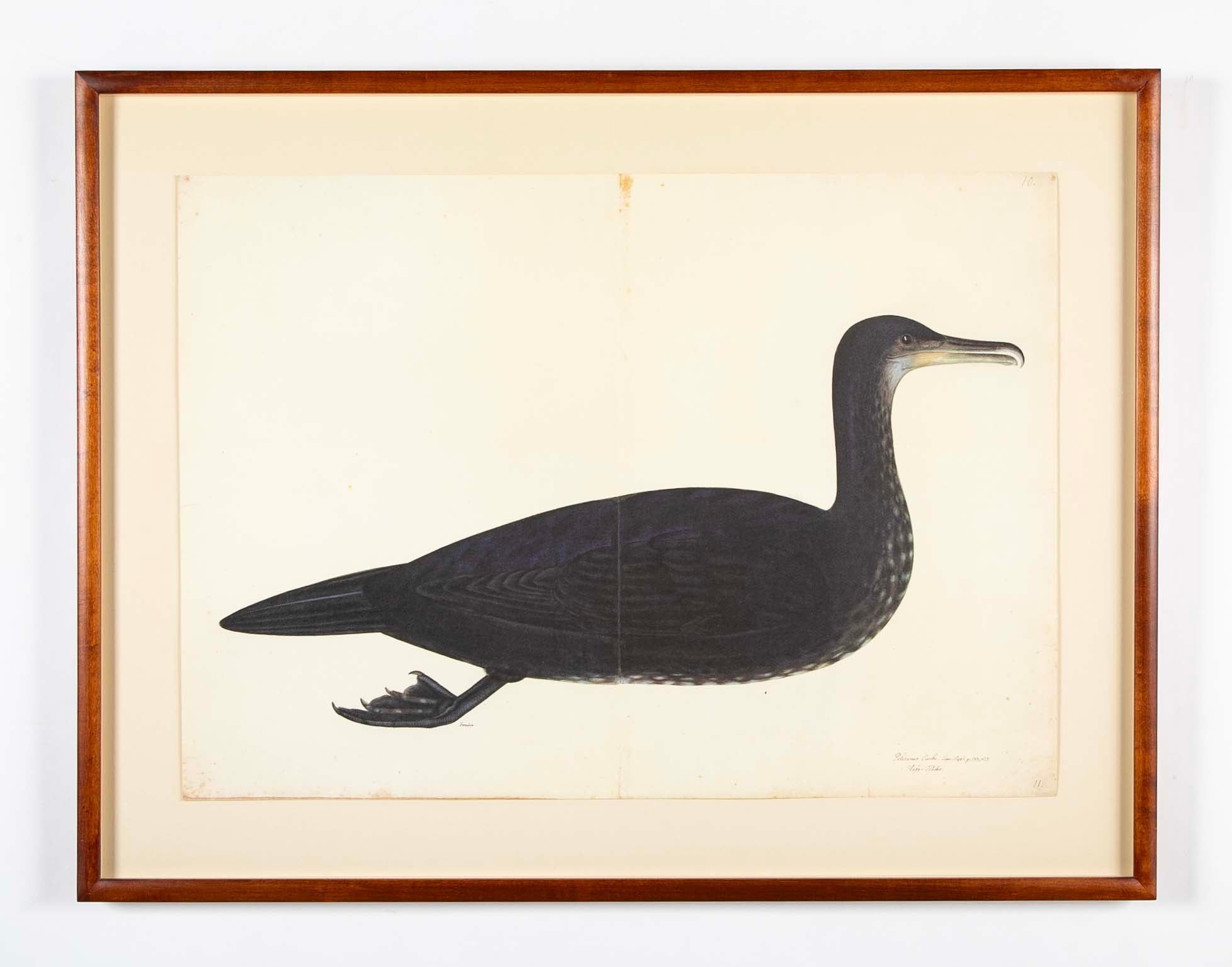 Offset Lithograph of "Comorant, Juvenile", PL 11 from the "The  Great Bird Book" by Olof Rudbeck The Younger