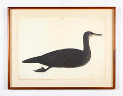 Offset Lithograph of "Comorant, Juvenile", PL 11 from the "The  Great Bird Book" by Olof Rudbeck The Younger